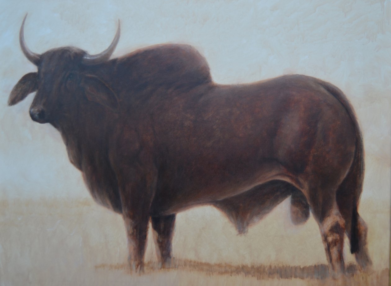 Brahmin Bull od Lincoln Seligman