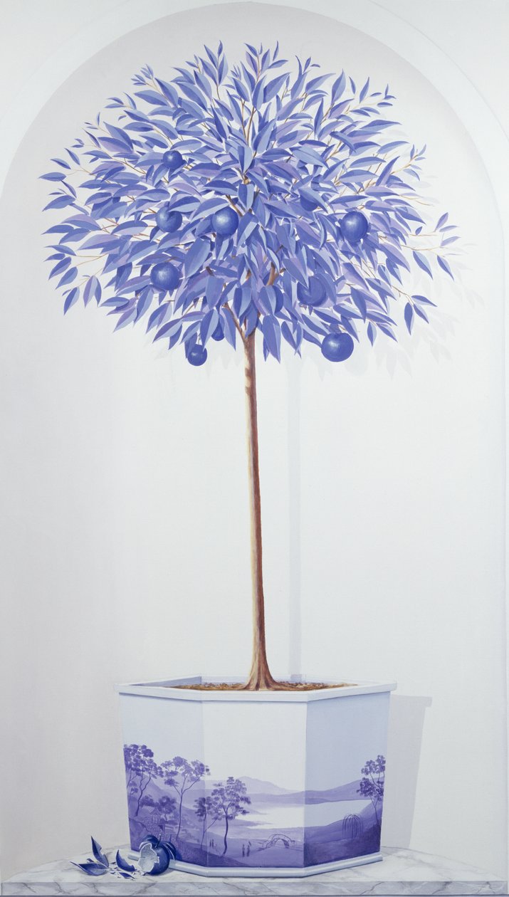 China Blue Tree zasazený do výklenku od Lincoln Seligman