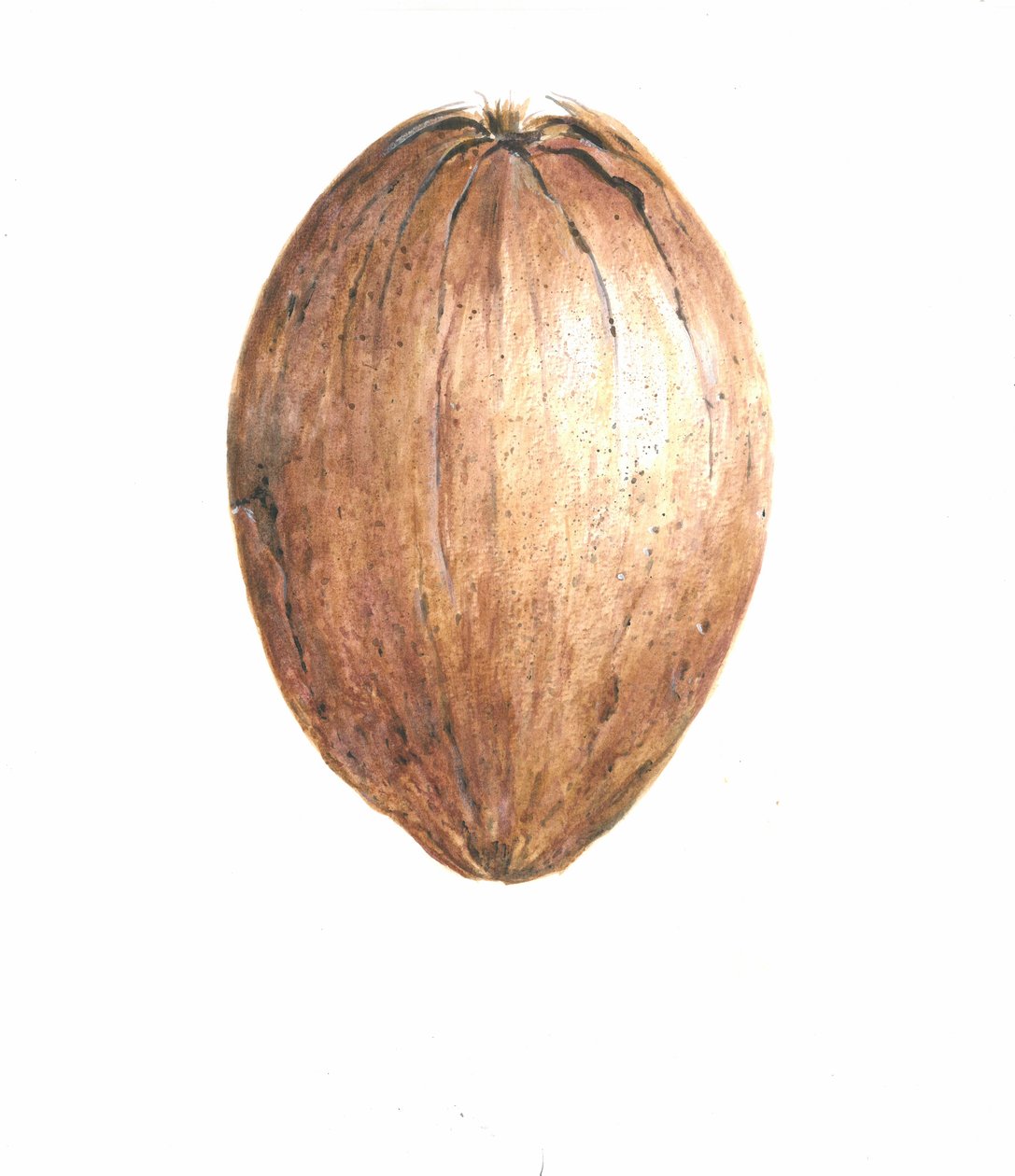 Coconut, 2015 od Lincoln Seligman