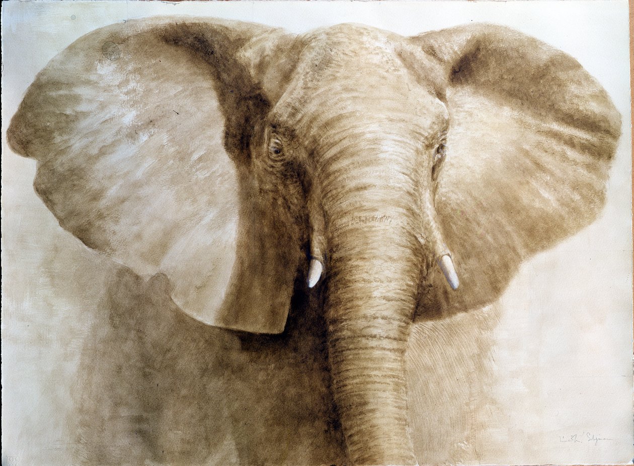 Elephant, 2004 (akryl na papíře) od Lincoln Seligman