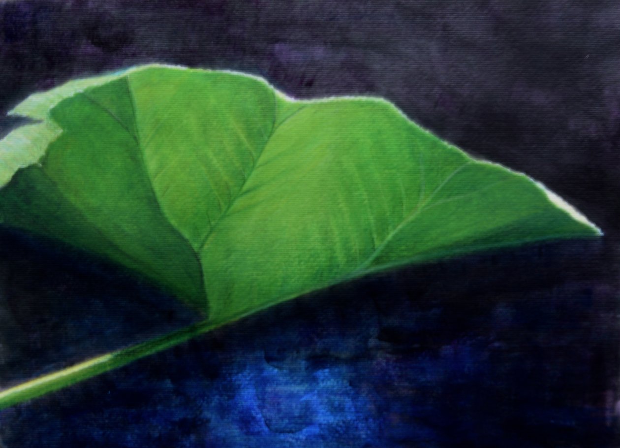 Gunnera Leaf od Lincoln Seligman