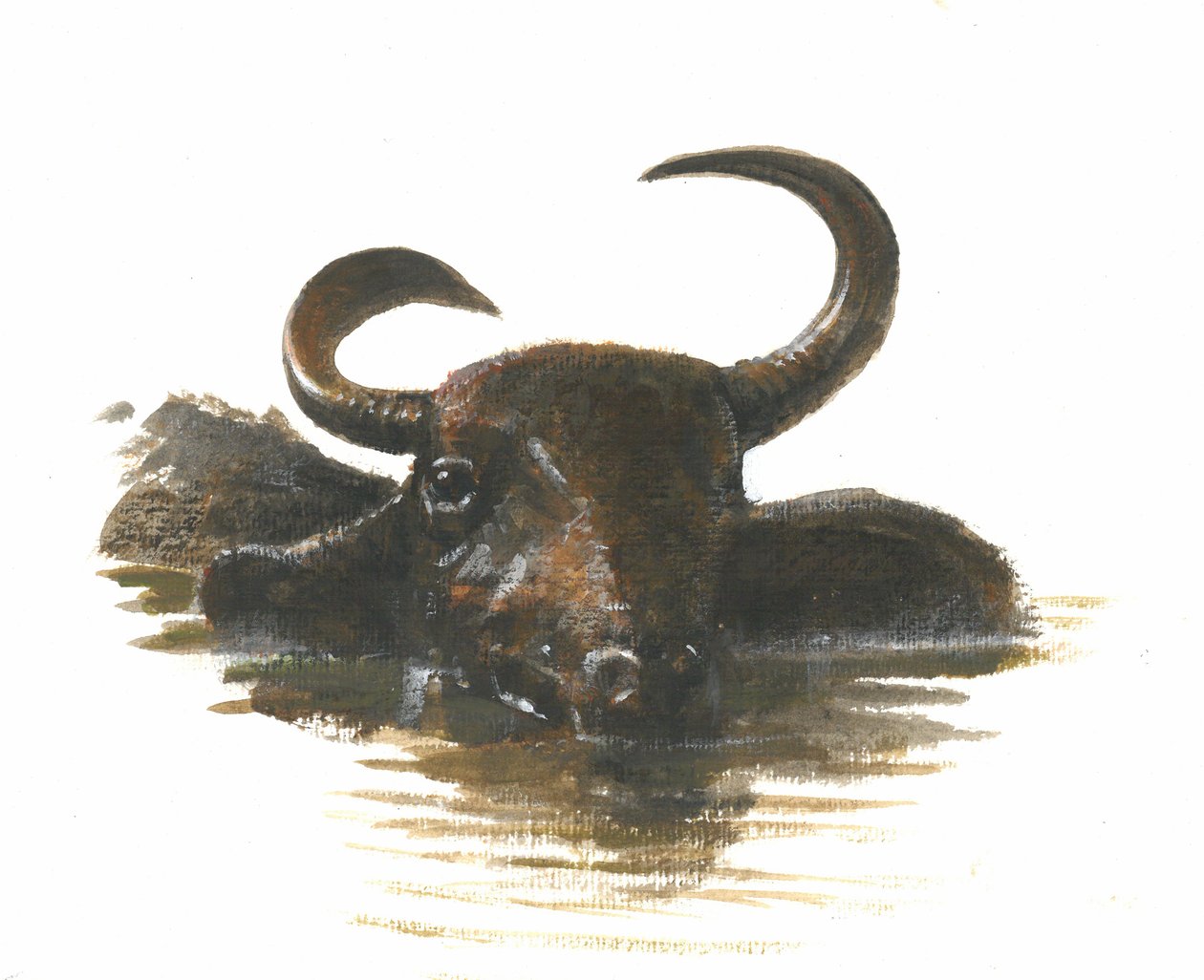 Water Buffalo, 2015 wc na papíře od Lincoln Seligman