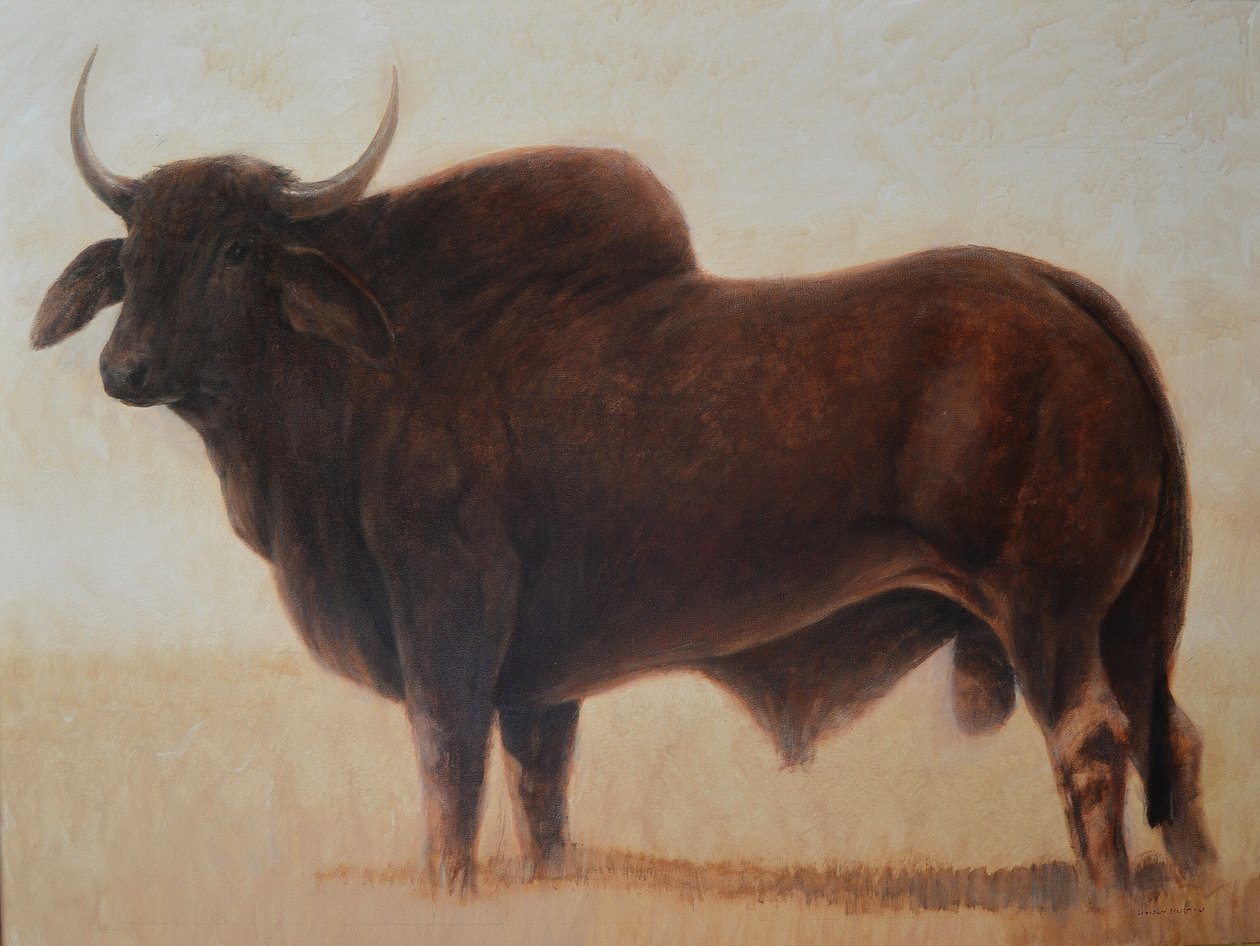 Brahmin Bull od Lincoln Seligman