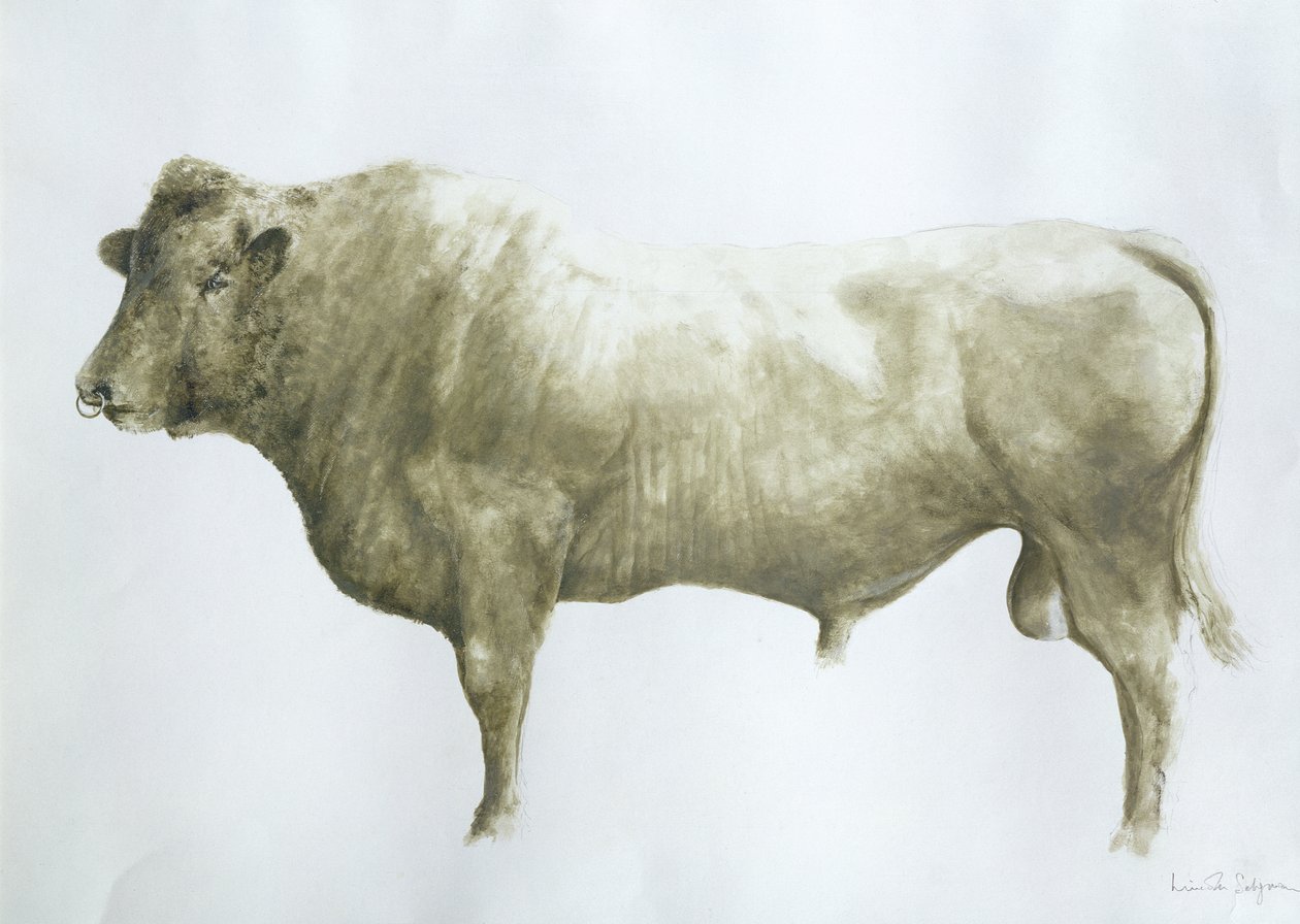 Islay Bull, 2004 (akryl na plátně) od Lincoln Seligman