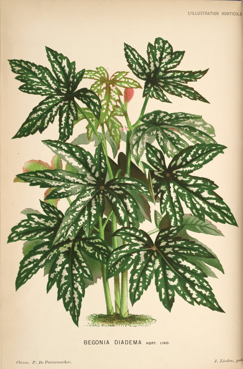 begonia diadem od Linden