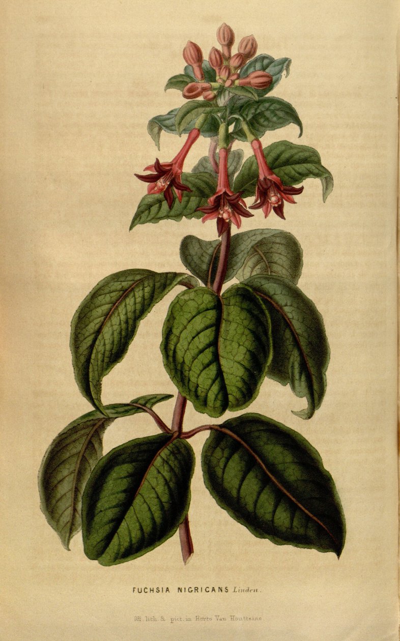 Fuchsie sylvatica od Linden