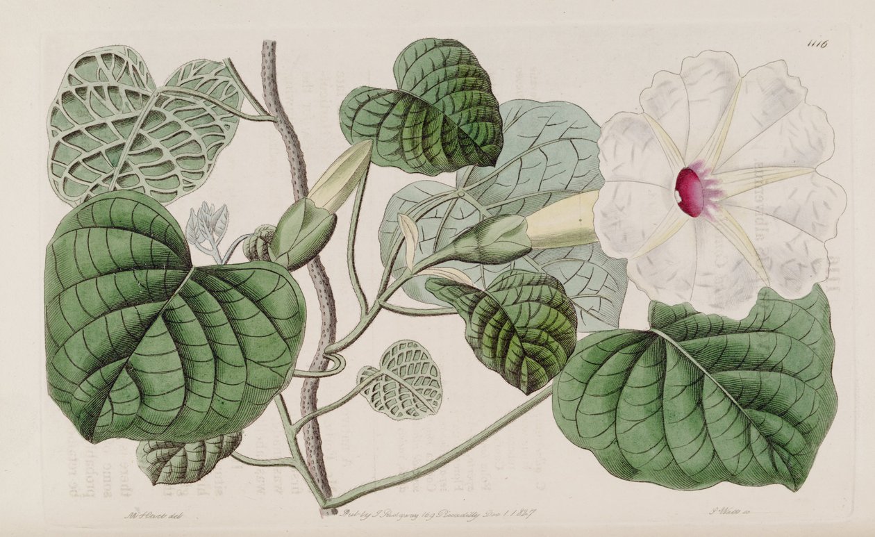 Ipomoea albivenia od John Lindley