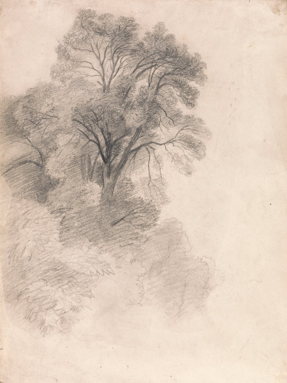 Studium jasanů od Lionel Constable