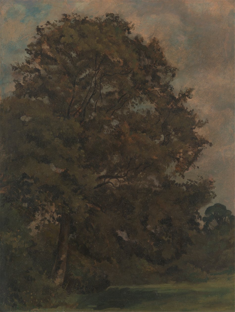 Studie jasanu od Lionel Constable