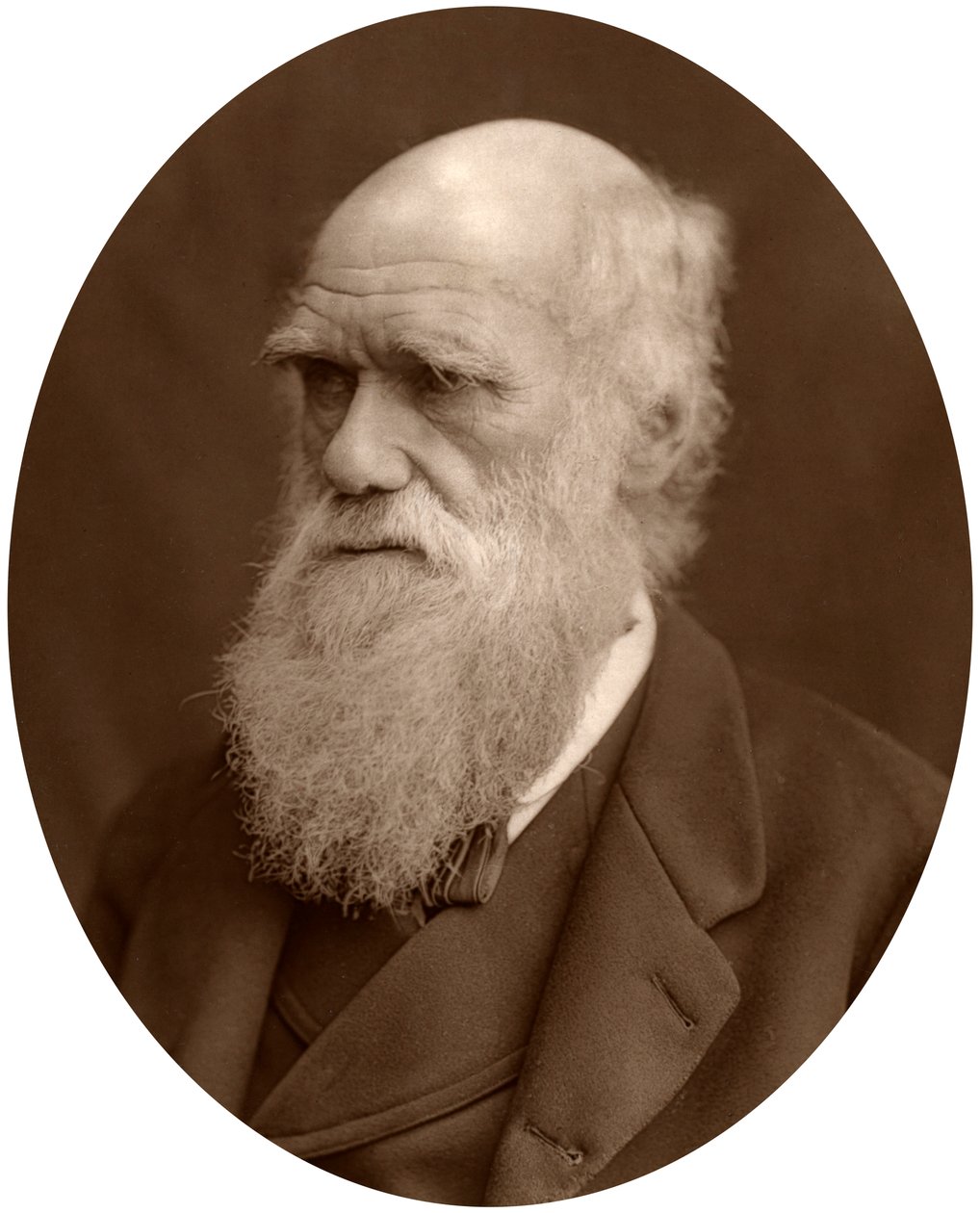 Charles Darwin, 1878. od Lock and Whitfield