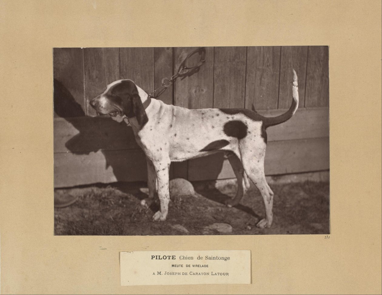 Pilote, Chien de Saintonge, Meute de Virelade, A.M. Joseph de Carayon Latour od Leon Cremiere