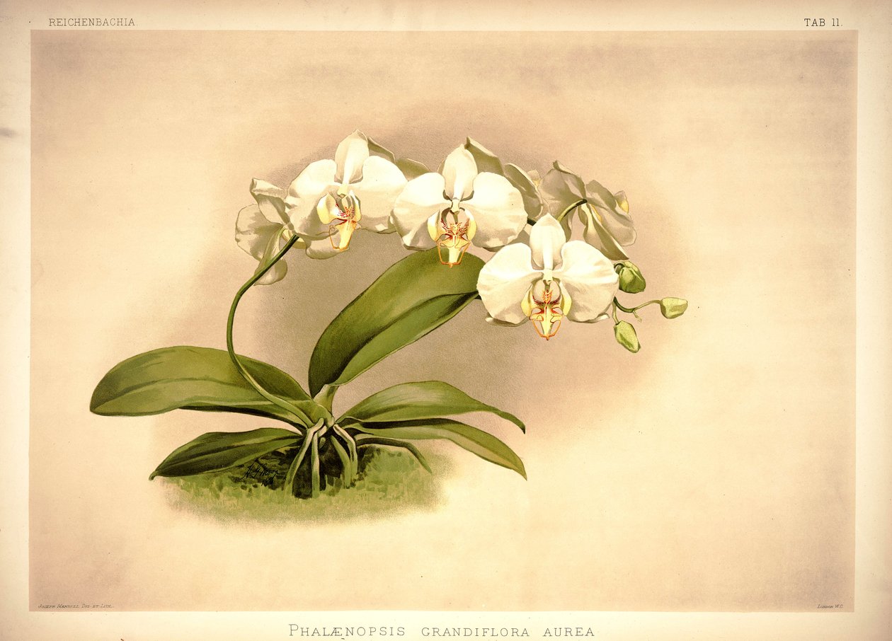 Phalenopsis příjemné od London H. Sotheran and Co.