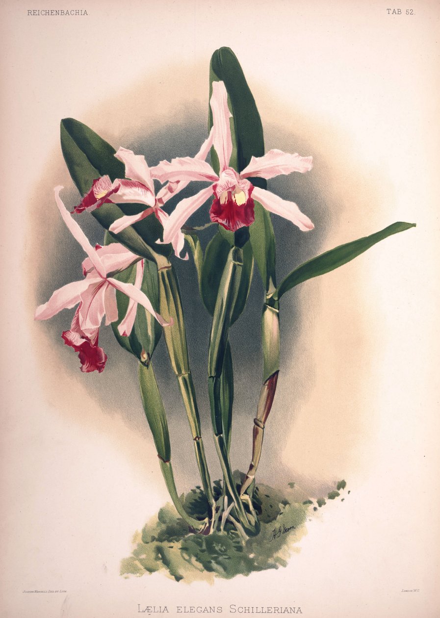 Cattleya × elegans, synonymum: Laelia × elegans var. schilleriana od London H. Sotheran and Co.