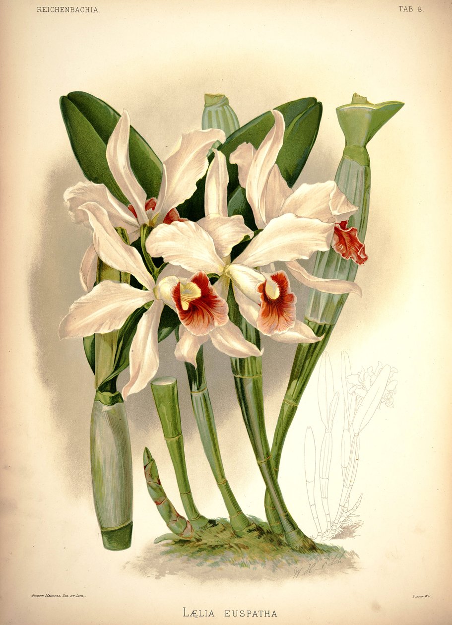 Cattleya × postřik od London H. Sotheran and Co.