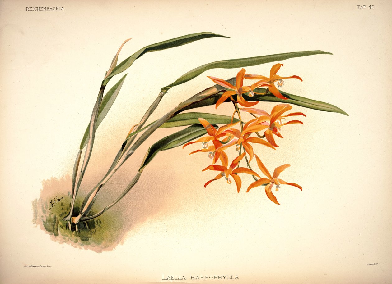 Cattleya harpophylla od London H. Sotheran and Co.
