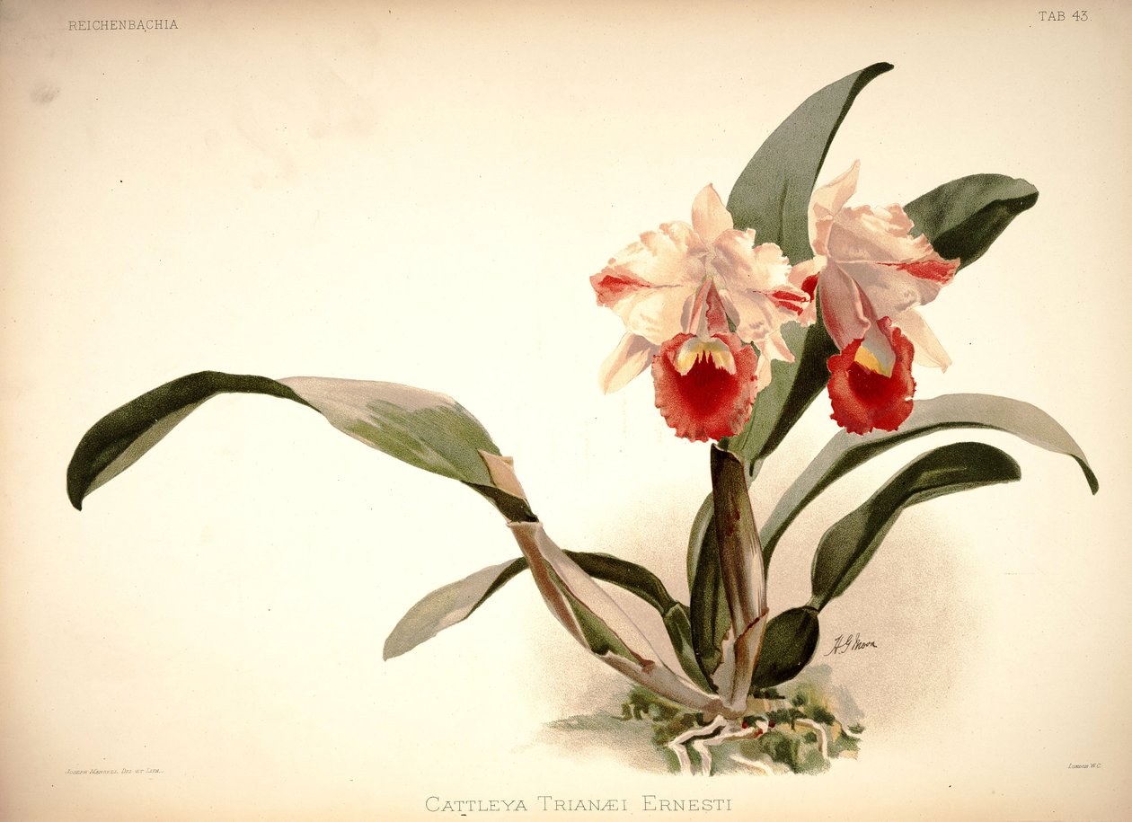 Cattleya trianae od London H. Sotheran and Co.