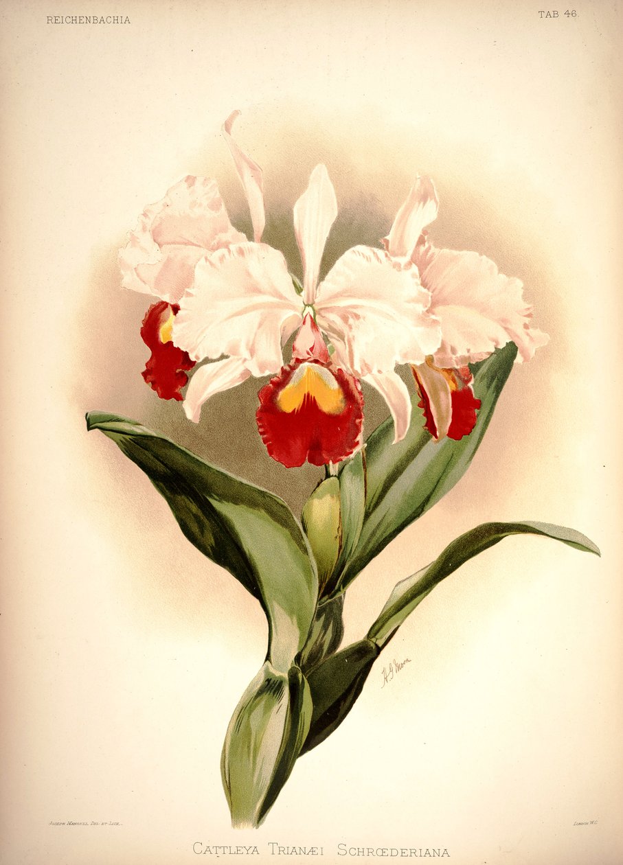 Cattleya trianae od London H. Sotheran and Co.