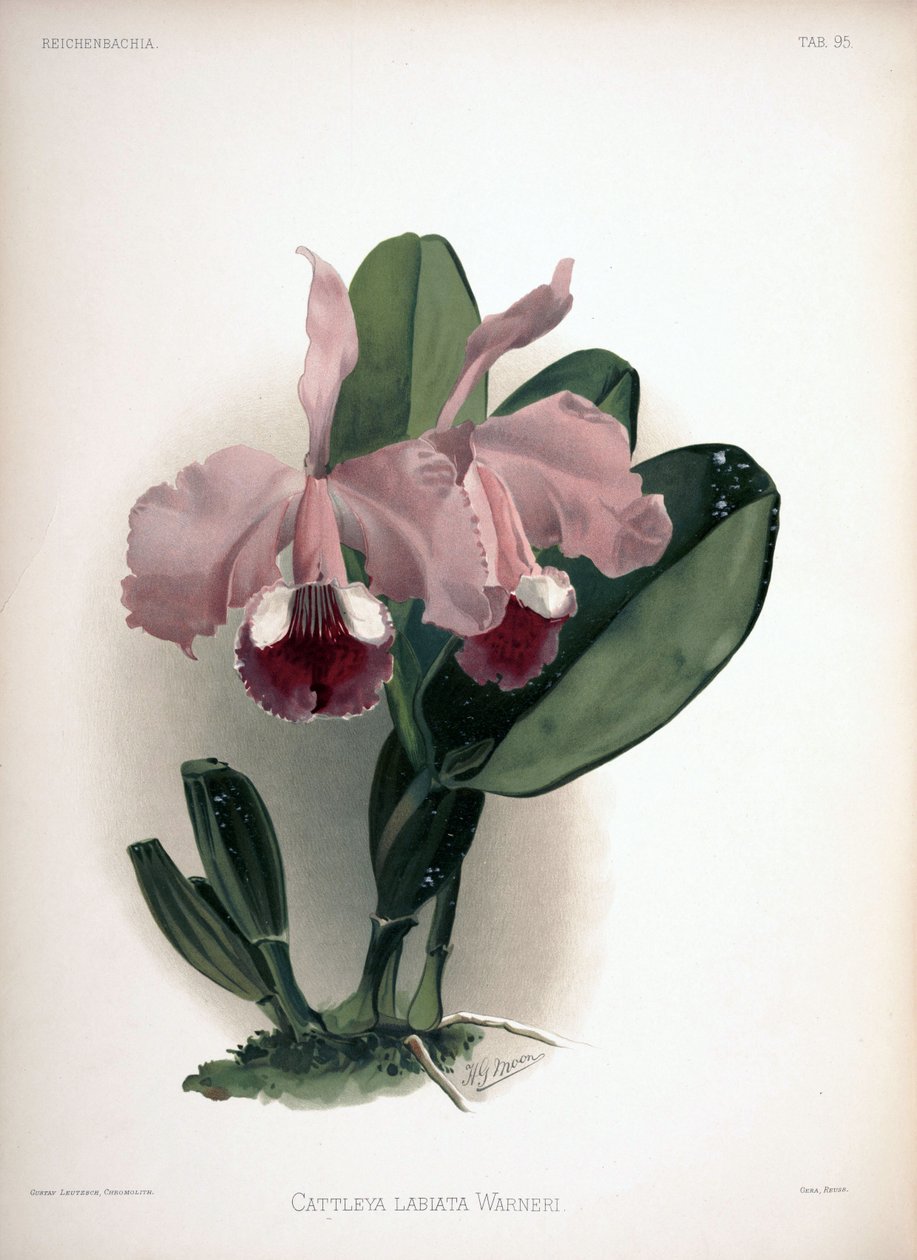 Cattleya warneri jako syn.: Cattleya labiata var. warneri od London H. Sotheran and Co.