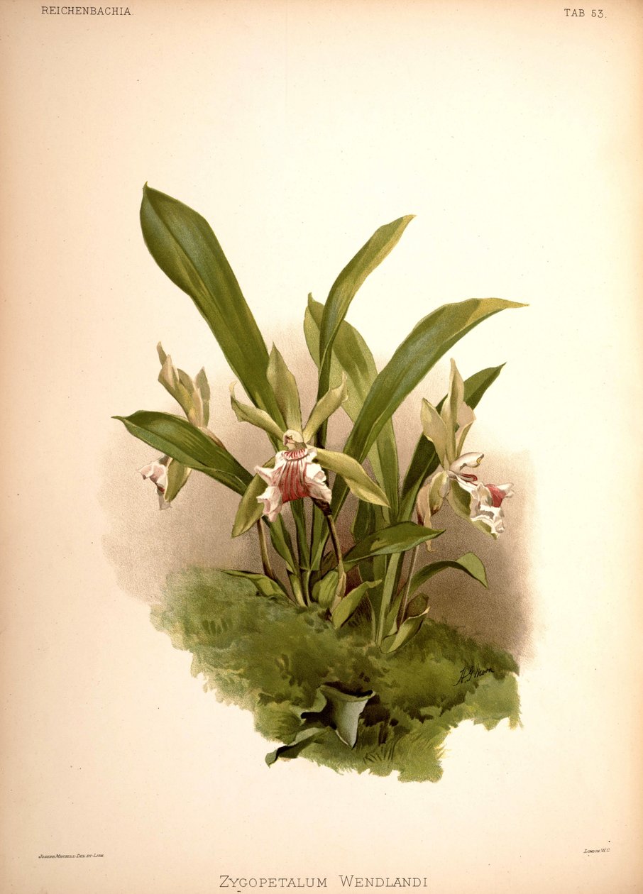 Cochleanthes aromatica, syn .: Zygopetalum wendlandii od London H. Sotheran and Co.