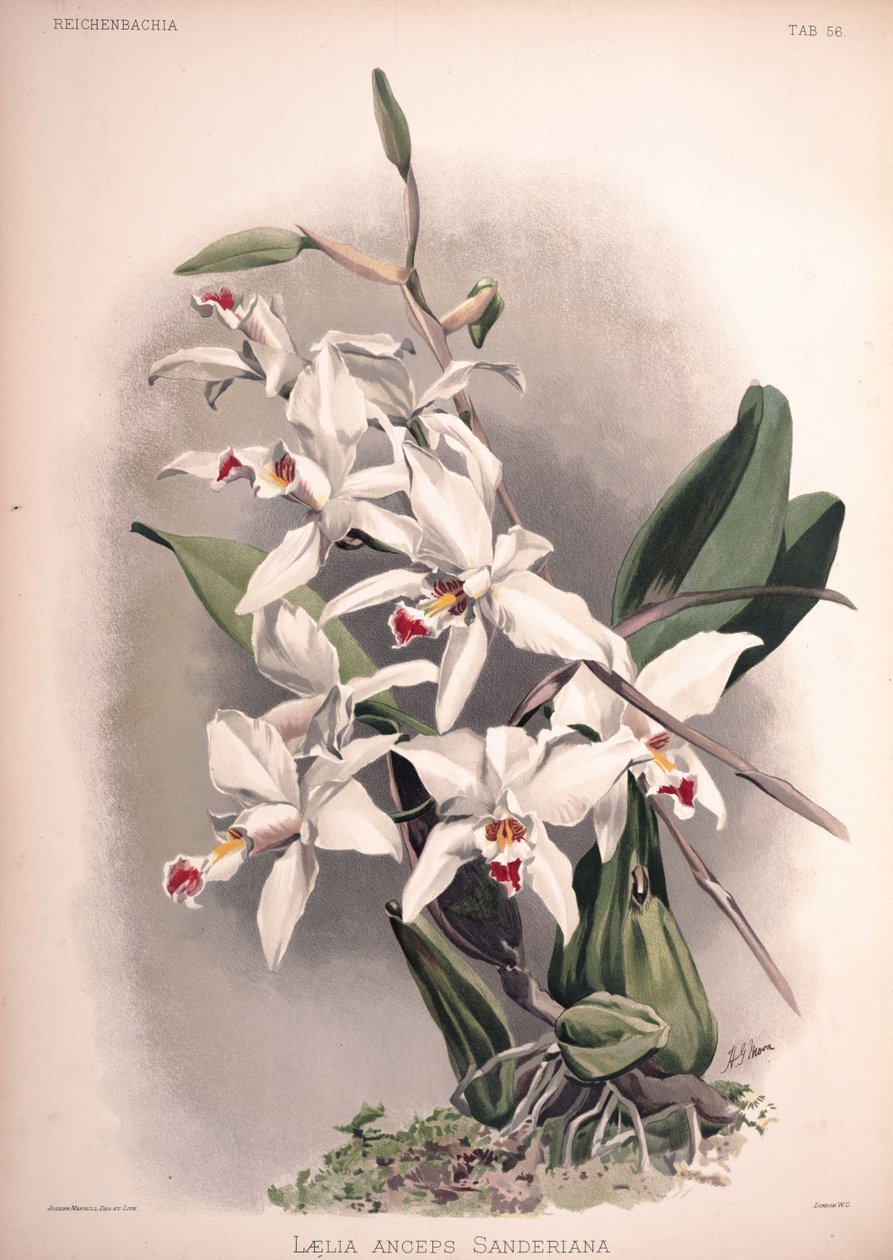 Laelia anceps, syn .: Laelia anceps var. sanderiana od London H. Sotheran and Co.