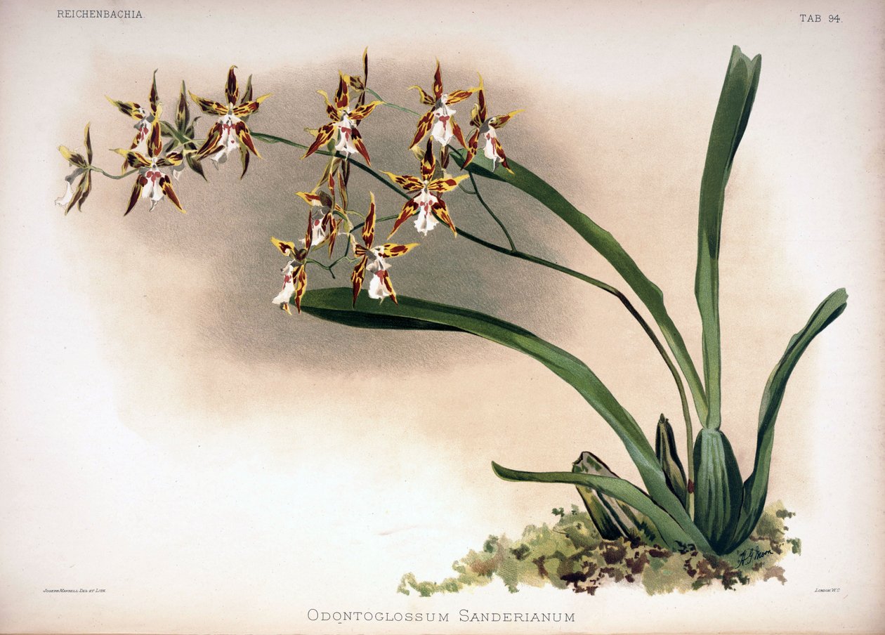 Odontoglossum constrictum jako syn .: Odontoglossum sanderianus od London H. Sotheran and Co.