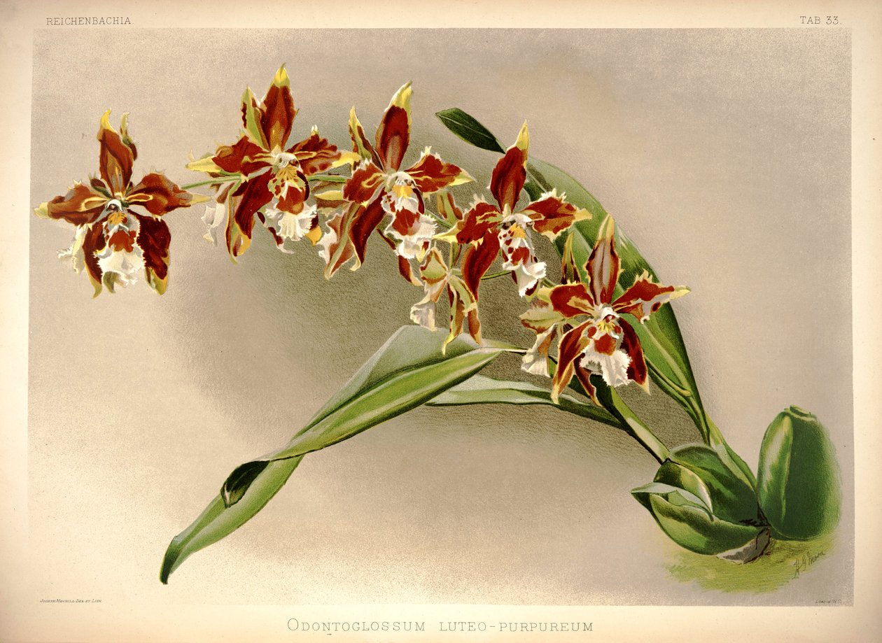 Odontoglossum luteopurpureum od London H. Sotheran and Co.