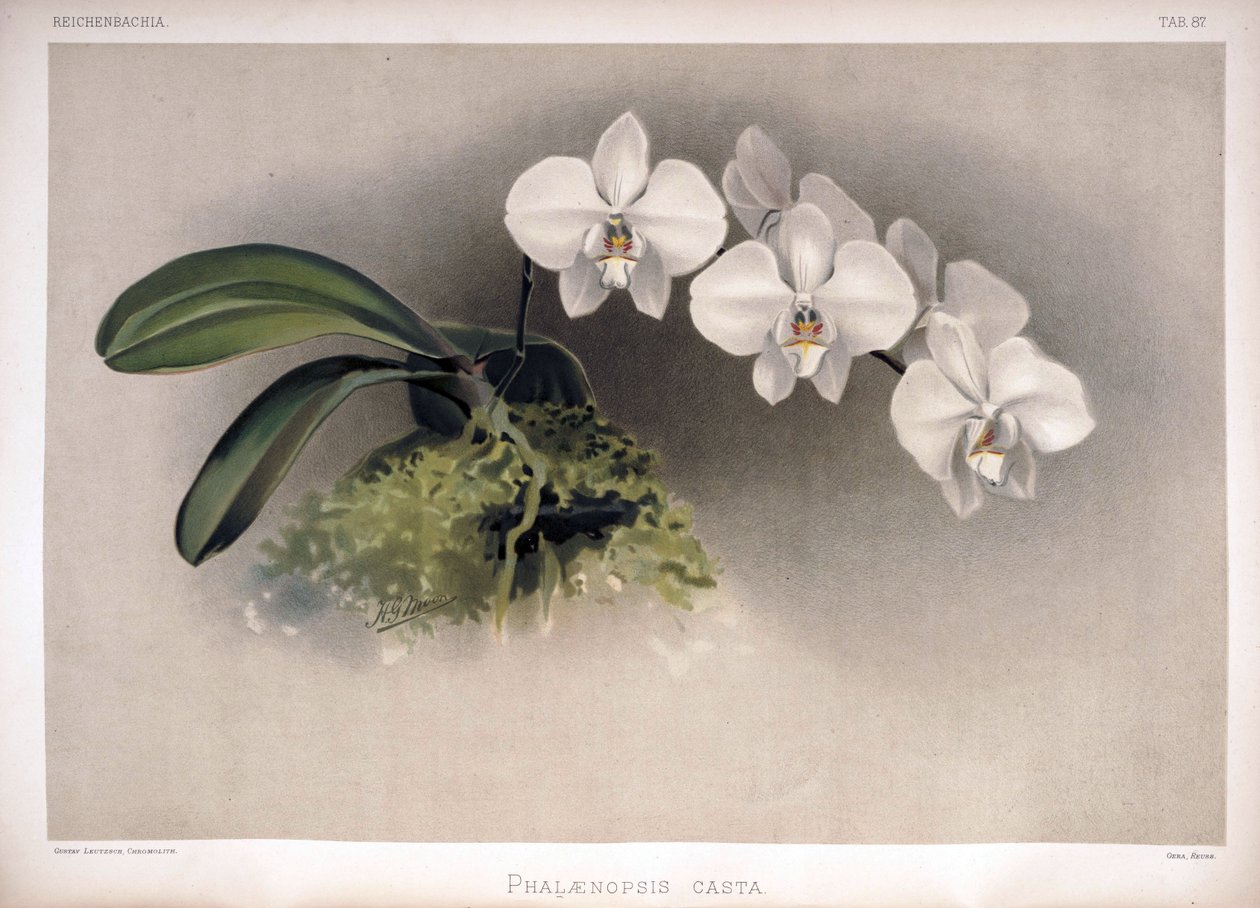 Phalaenopsis × leucorrhoda jako syn od London H. Sotheran and Co.