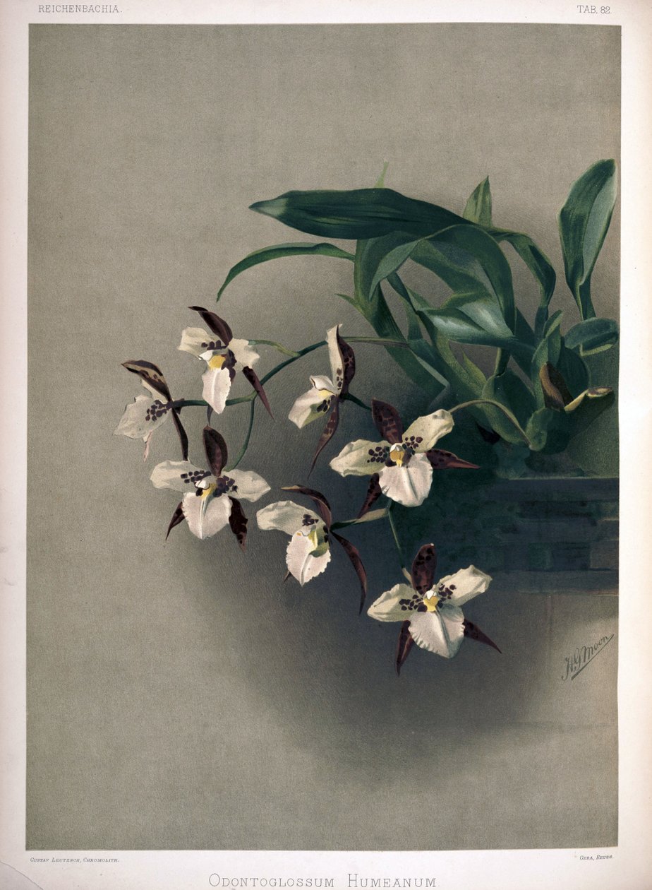 Rhynchostele × humeana jako syn: Odontoglossum × humeanum od London H. Sotheran and Co.