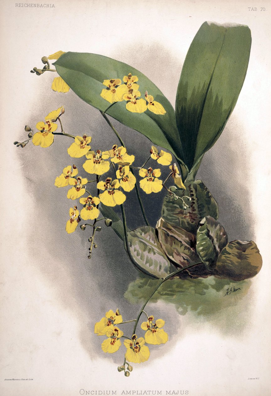 Rossioglossum zesílené jako syn .: Oncidium ampliatum var. větší od London H. Sotheran and Co.