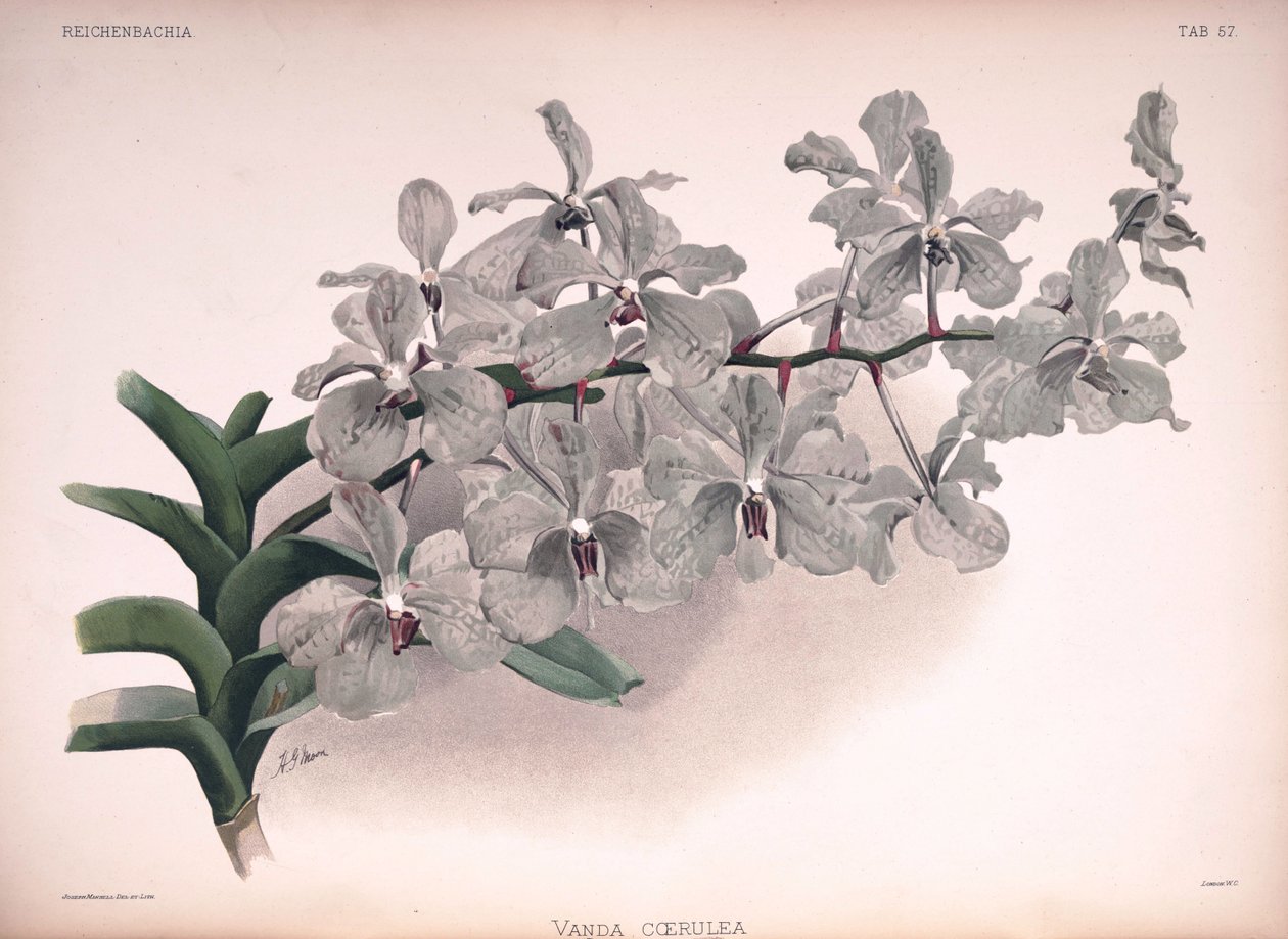 Vanda coerulea od London H. Sotheran and Co.