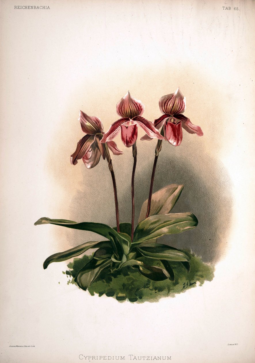 Kultivar Cypripedium × tautzianum = (Paphiopedilum barbatum × Paphiopedilum niveum) od London H. Sotheran and Co.