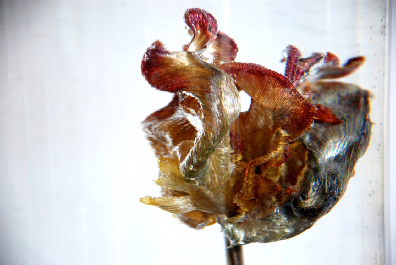 Vodní tulipán 4, 2013, fotografie od Lou Gibbs