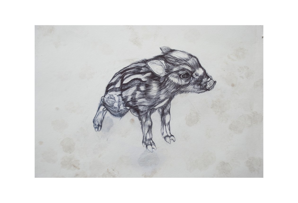 Malé prase, 2015, (bic biro na papíře) od Lou Gibbs