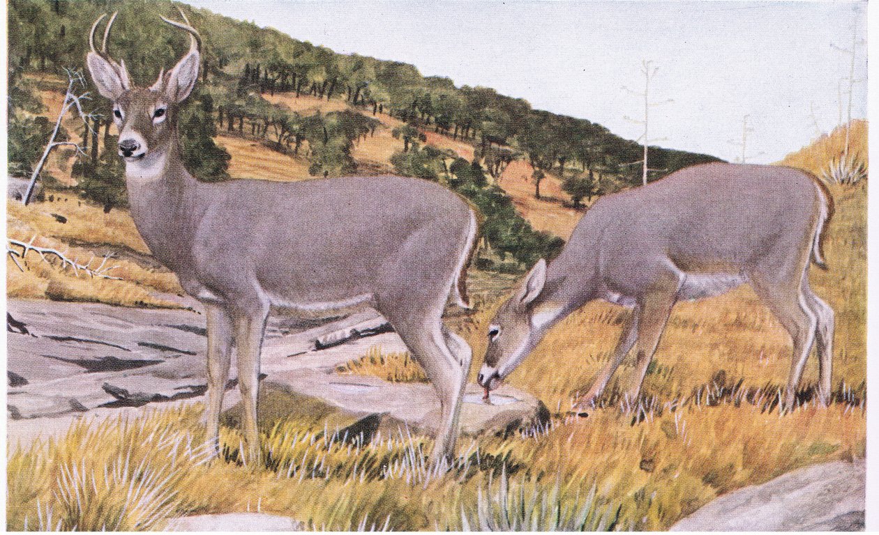 Arizona Whitetail malá a nepolapitelná s rezavě hnědou srstí v létě od Louis Agassiz Fuertes