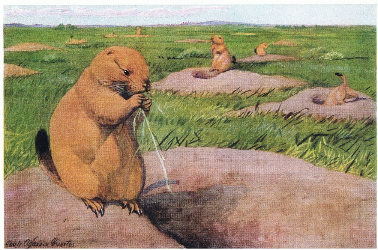 Black Tailed Prairie Dogs udržují trávníky krátké pro volný výhled od Louis Agassiz Fuertes