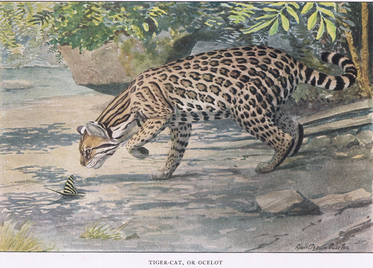 Bobcat nebo Ocelot od Louis Agassiz Fuertes