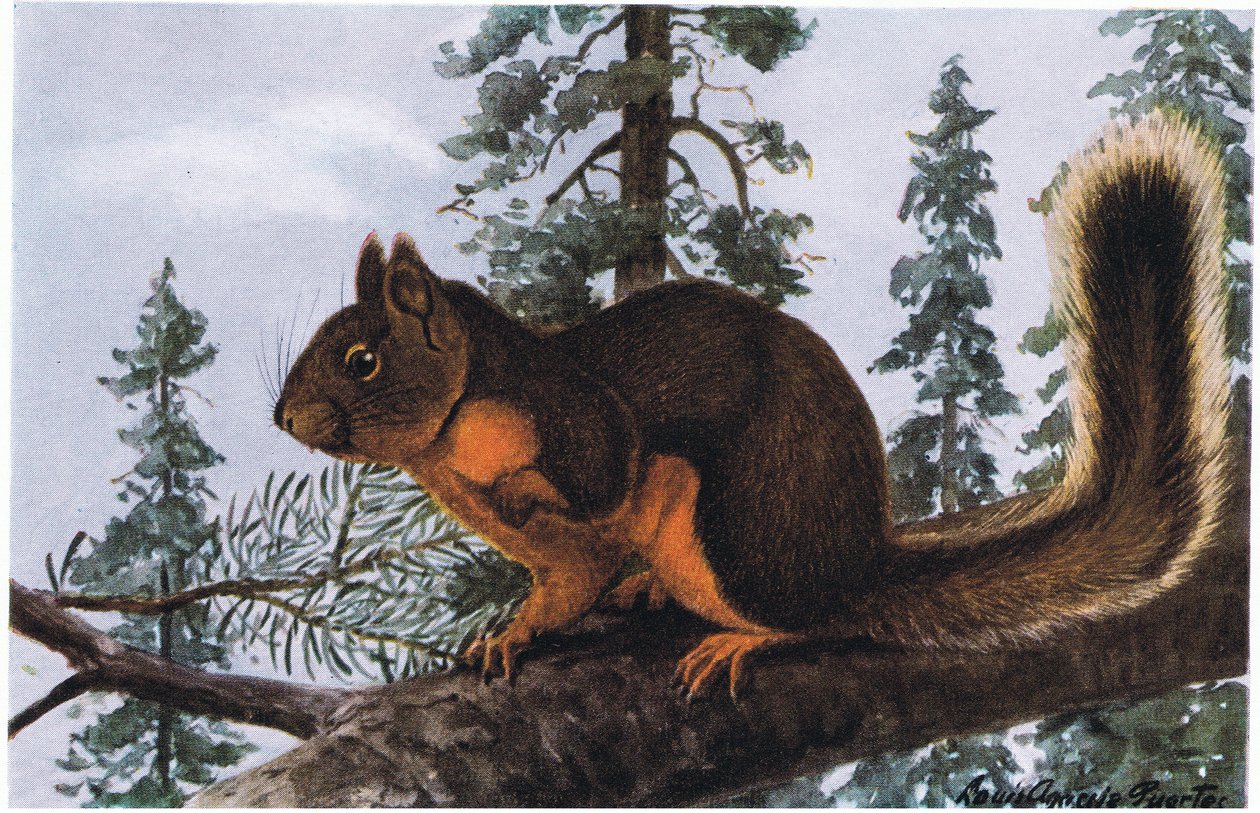 Douglas Squirrel žije uprostřed tyčících se evergreenů od Louis Agassiz Fuertes