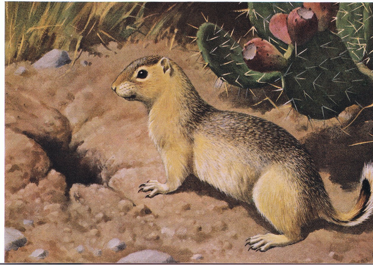 Eastern Chipmunk nutkavý poskytovatel, jehož mnoho skříní není nikdy holých od Louis Agassiz Fuertes