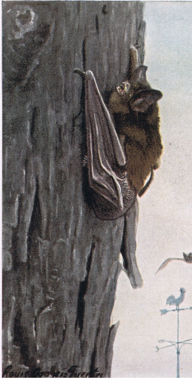 Malý hnědý netopýr od Louis Agassiz Fuertes