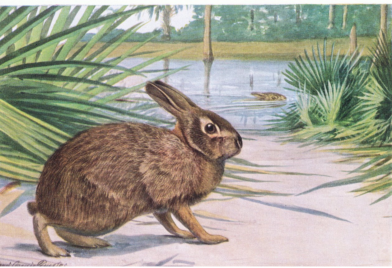 Marsh Rabbit - pomalý na souši, ale plave rychle s roztaženými prsty od Louis Agassiz Fuertes