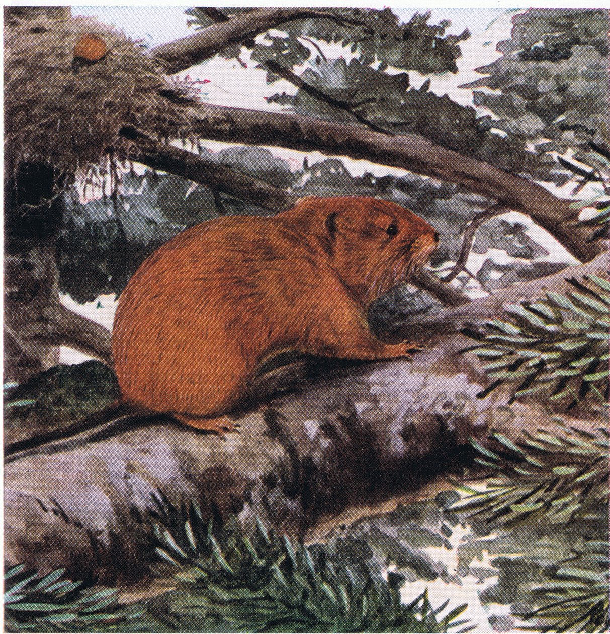 Red Tree Mouse, žije ve vrcholcích lesů na pobřeží Tichého oceánu od Louis Agassiz Fuertes