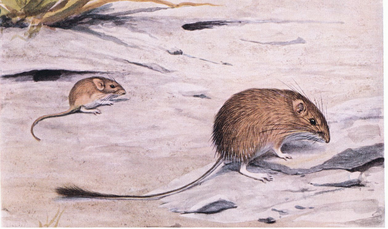 Silky Pocket Mouse hledá semena od Louis Agassiz Fuertes