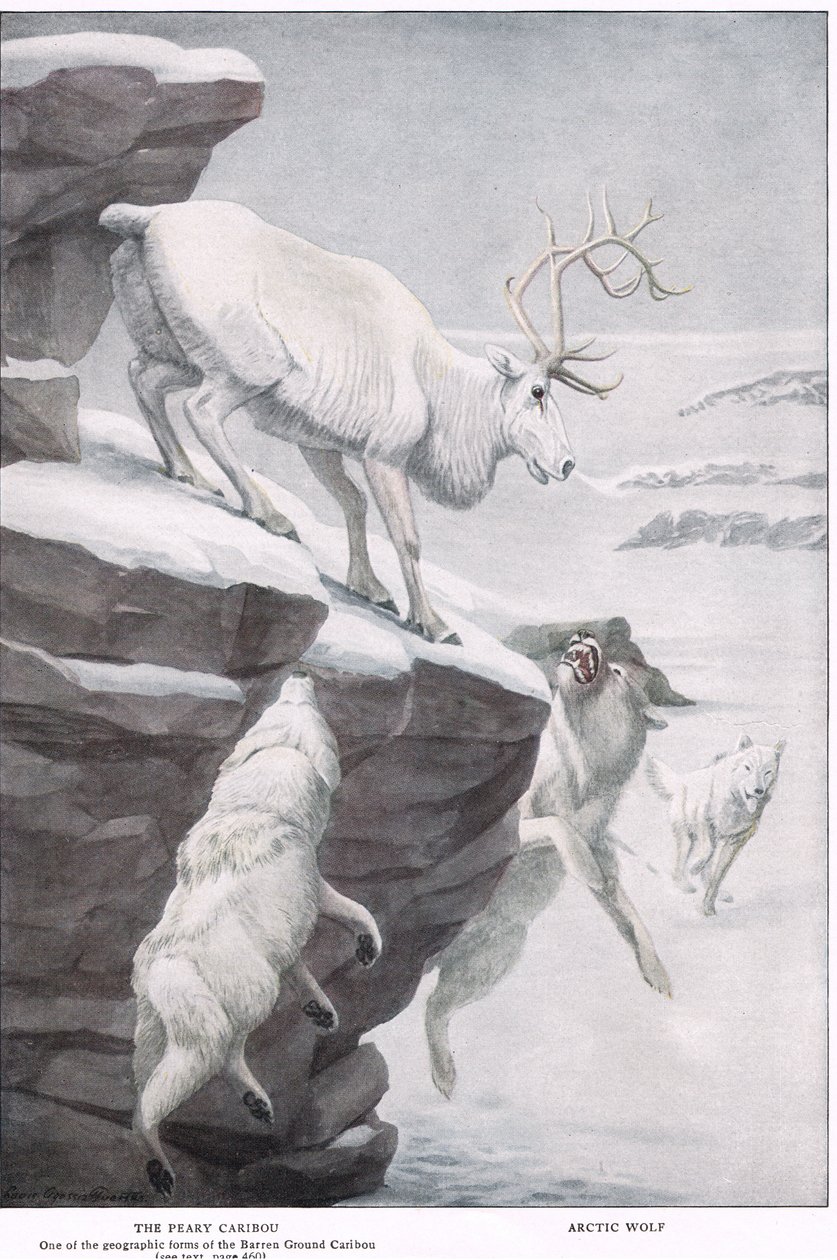 Peary Caribou od Louis Agassiz Fuertes