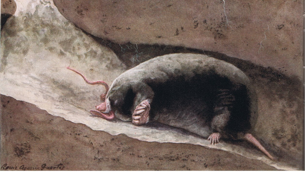 Townsend Mole od Louis Agassiz Fuertes