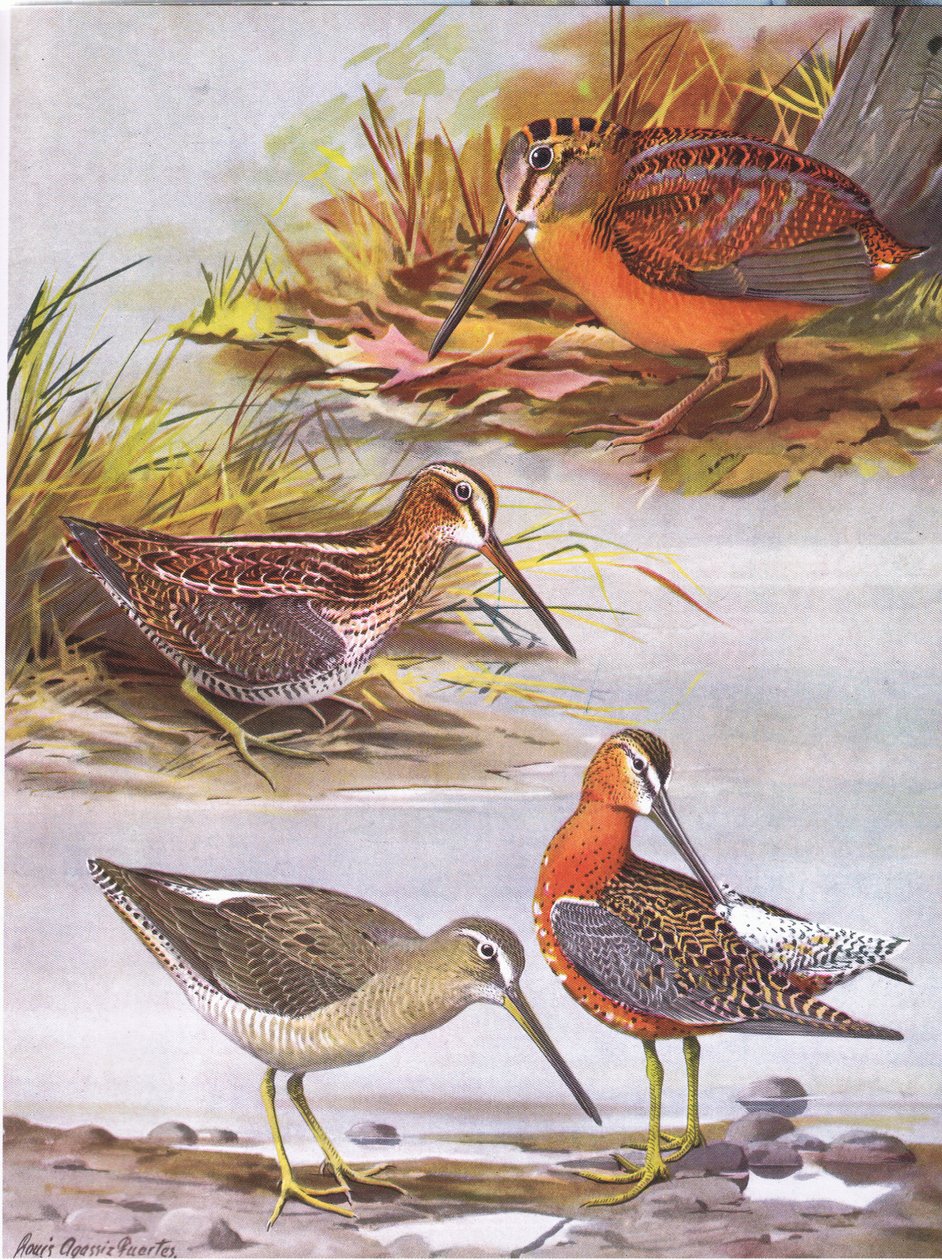 Wilsons Snipe, Eastern Dowitcher, American Woodcock od Louis Agassiz Fuertes