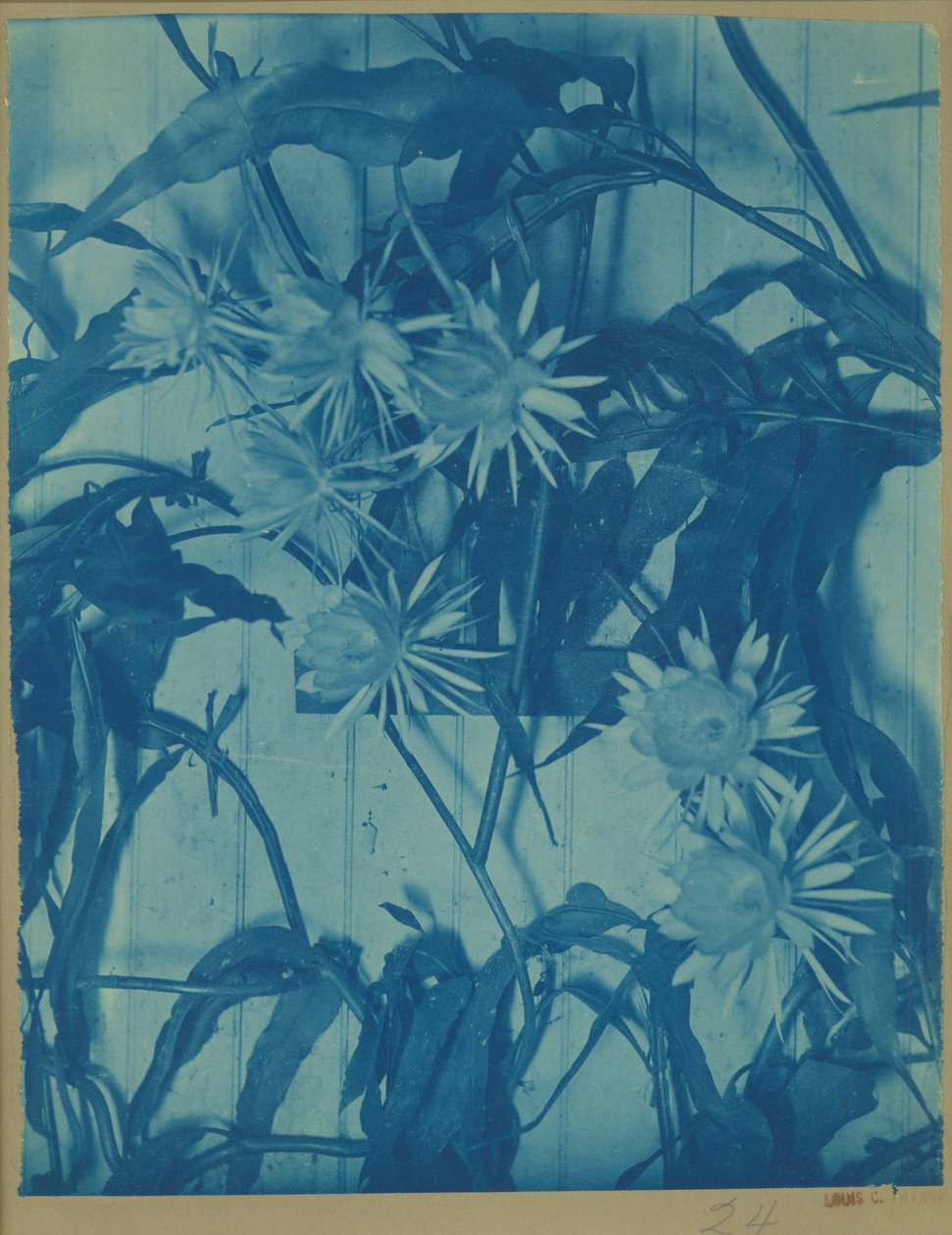 Floral Study, cca 1900 (kyanotypie na originální paspartě) od Louis Comfort Tiffany
