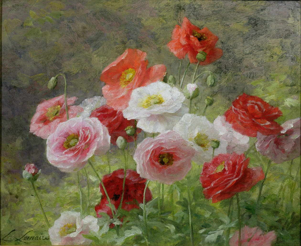 Cluster of Poppies, 1884 od Louis Marie Lemaire