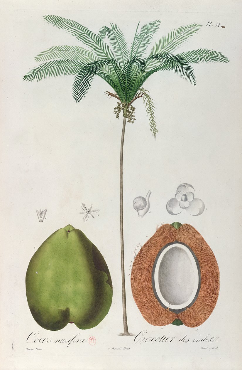 Kokosy a kokosový strom (palma), z „Flore des Antilles“ od Françoise Richarda de Tussac, 1808 od Louis Michel Dumesnil