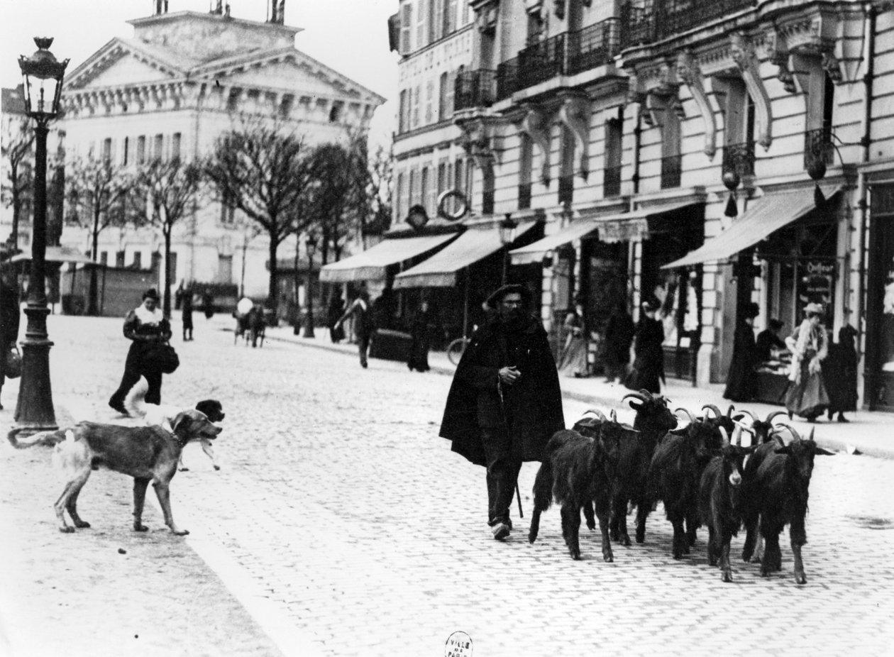 Pasáček koz ženoucí své stádo koz na Cours de Vincennes, Paříž, kolem roku 1900 (čb fotografie) od Louis Vert