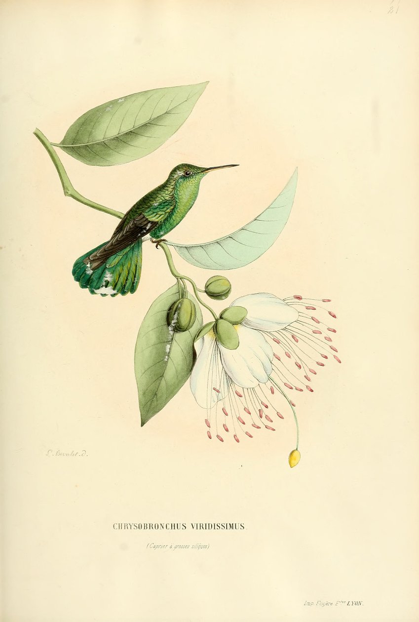 Polytmus theresiae theresiae od Louis Victor Bevalet